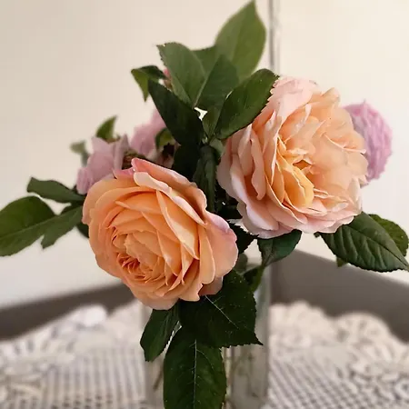 Pod Lasem Pracownicze * Goleniów